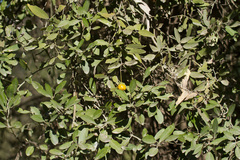 Capparis lasiantha