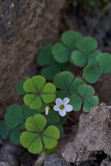 Oxalis orbicularis