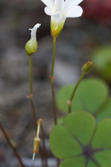 Oxalis orbicularis