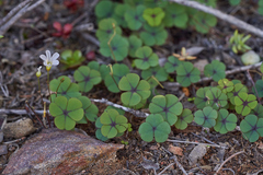 Oxalis orbicularis