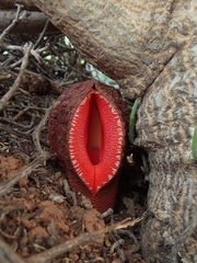 Hydnora africana