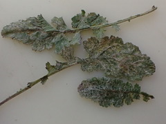 Podosphaera senecionis