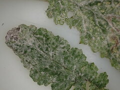 Podosphaera senecionis