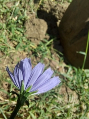 Cichorium pumilum