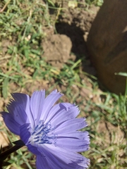 Cichorium pumilum