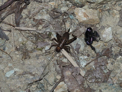 Petaloptila andreinii