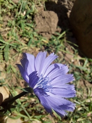 Cichorium pumilum