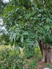 Flindersia australis