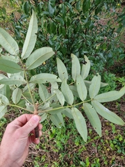 Flindersia australis