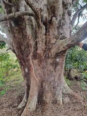 Flindersia australis