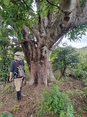 Flindersia australis