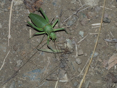 Ephippiger perforatus