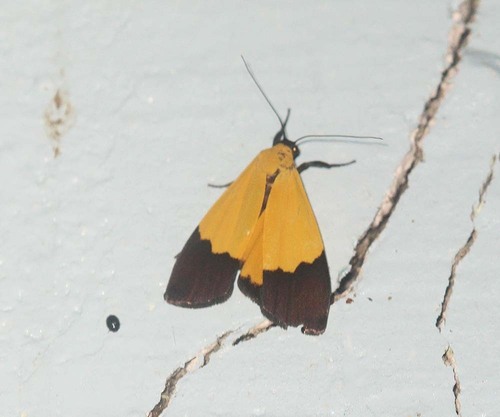 Pseudoscaptia bicolor