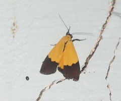 Pseudoscaptia rothschildi