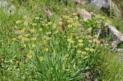 Bupleurum stellatum