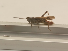 Chorthippus brunneus