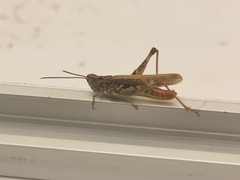 Chorthippus brunneus