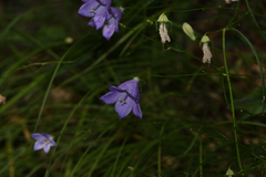 Campanula sabatia