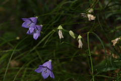 Campanula sabatia