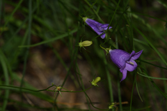 Campanula sabatia