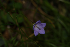 Campanula sabatia