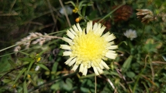 Schlagintweitia intybacea