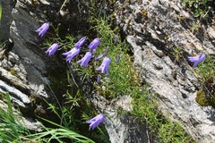 Campanula excisa