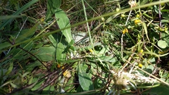 Schlagintweitia intybacea