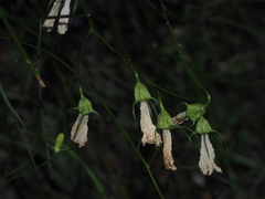 Campanula sabatia
