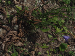 Campanula sabatia