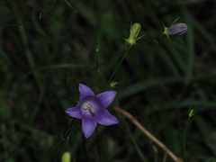 Campanula sabatia