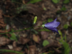 Campanula sabatia