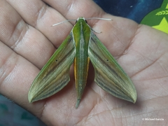 Xylophanes resta