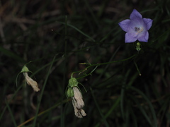 Campanula sabatia