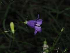 Campanula sabatia