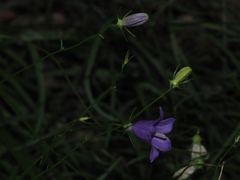 Campanula sabatia