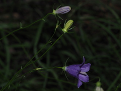 Campanula sabatia