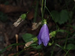Campanula sabatia