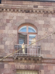 Streptopelia senegalensis