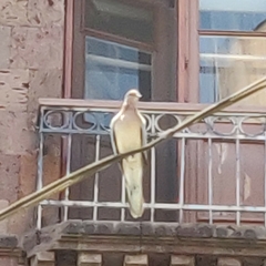 Streptopelia senegalensis