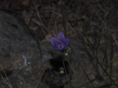 Campanula sabatia