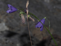 Campanula sabatia