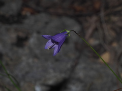 Campanula sabatia