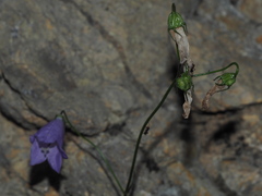 Campanula sabatia