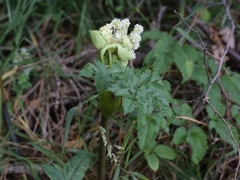 Angelica archangelica