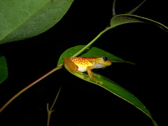 Boophis tasymena
