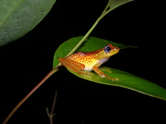 Boophis tasymena