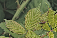 Philanthus crabroniformis