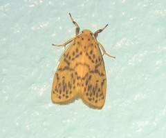 Miltochrista ashleigera