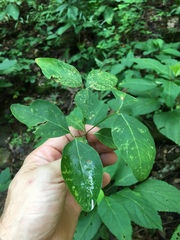 Euphorbia mercurialina